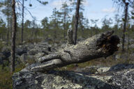 Canvas-taulu | Akustiikkataulu Pyörisjärven erämaa 4658