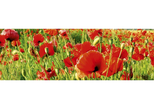 Keittiön välitila Red poppies 350x60 cm
