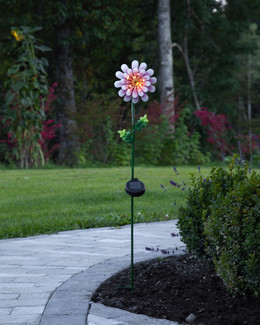 Aurinkokennokoriste Pink Daisy