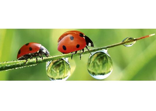 Keittiön välitila Ladybird 180x60 cm