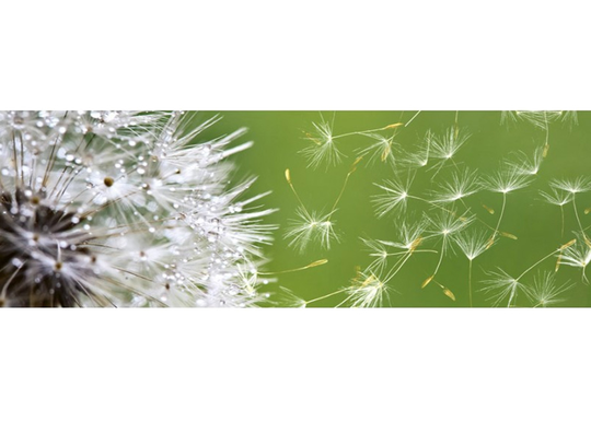 Keittiön välitila Dandelion 180x60 cm