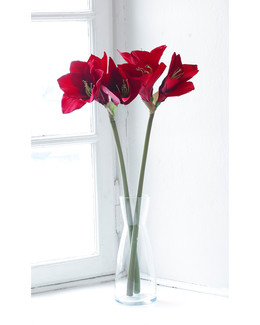 Tekokasvi Amaryllis 1/pak