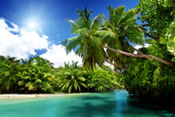 Canvas-taulu | Akustiikkataulu Järvi ja palmuja Mahe Island Seychellit 2756