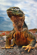 Canvas-taulu | Akustiikkataulu Galapagos iguana 1019