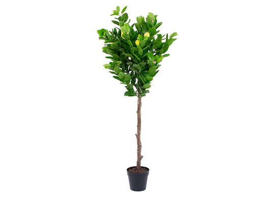 Tekopuu Sitruunapuu 145 cm