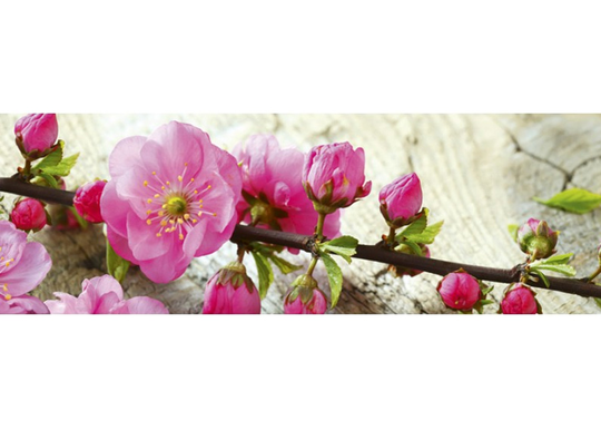Keittiön välitila Sakura 260x60 cm