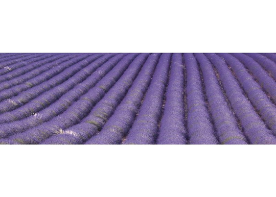 Keittiön välitila Lavender field 180x60 cm