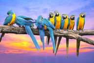 Canvas-taulu | Akustiikkataulu Macaw papukaijat Argentiina 445