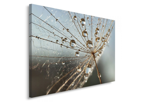 Taulu Drops of dew on the plant 60x80 cm