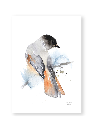 Juliste kuukkeli 50x70 cm
