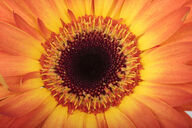 Canvas-taulu | Akustiikkataulu Gerbera 1743