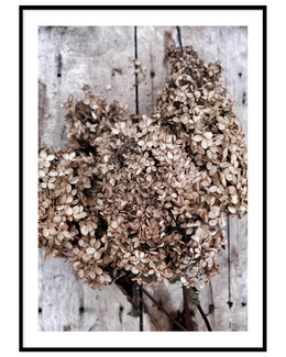Juliste Dried flowers