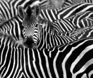 Canvas-taulu | Akustiikkataulu Seepralauma 1986