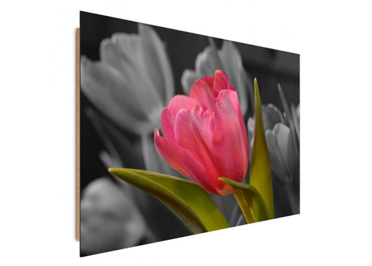 Taulu Red tulip 30x40 cm