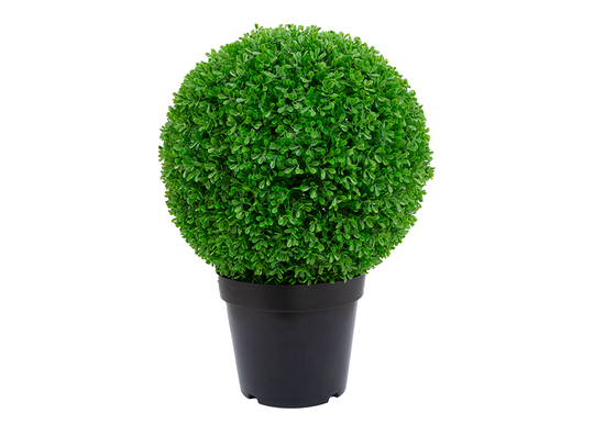 Tekopuu Boxwood 60 cm