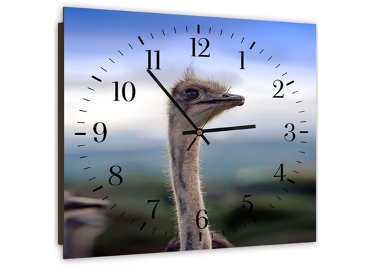 Kuvallinen seinäkello OSTRICH