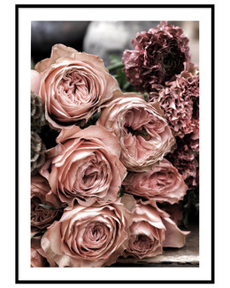 Juliste Pink Kahalarose
