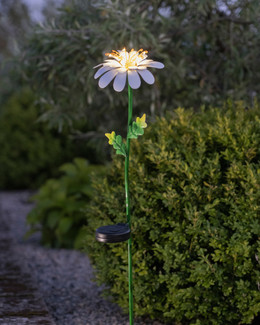 Aurinkokennokoriste Daisy Päivänkakkara