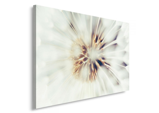 Taulu Dandelion 70x100 cm