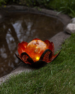 Aurinkokennokoriste Lilly