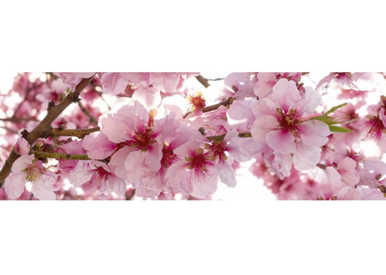 Keittiön välitila Apple Bolossom 260x60 cm