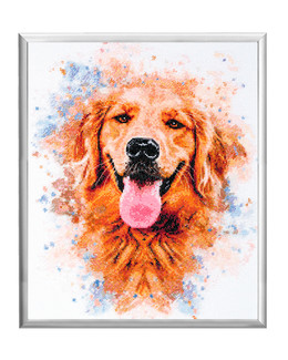 Tavla Golden retriever